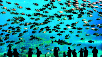 Visitors look at fish in the aquarium in…Visitors look at fish