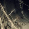 articolo-video