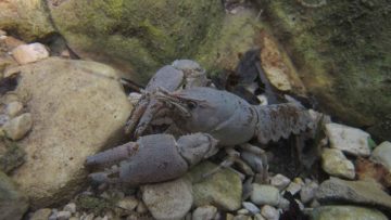 Gambero di fiume Austropotamobius pallipes (4)