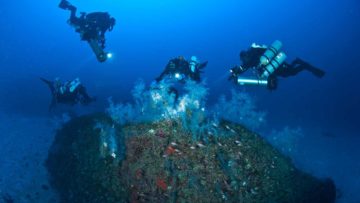 Rami di corallo nero alle fondamenta dello Scoglio La Botte ph Marco Sieni