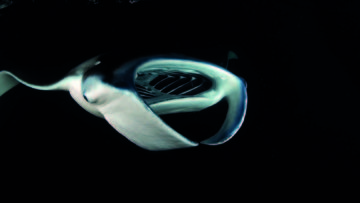 Reef Manta Ray, Night Feeding A, Maayafushi Lagoon, Ari Atoll, Maldives © Guy Stevens Manta Trust 2011