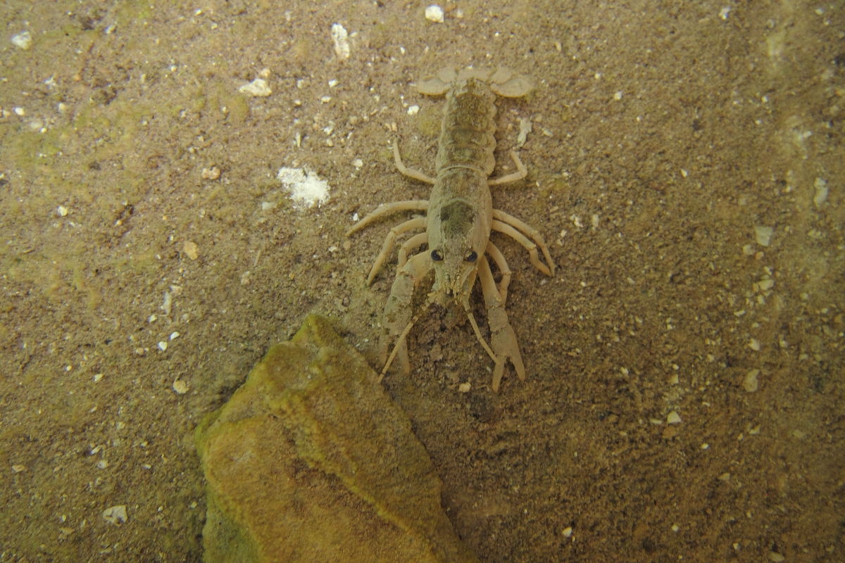 Storia della scimmia-gambero di mare, creatura che può vivere