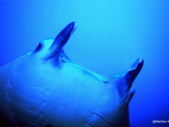 manta Martino Motti ridimensionato