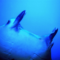 manta Martino Motti ridimensionato