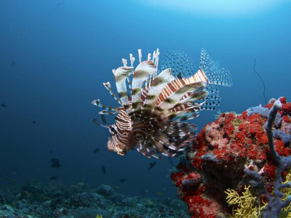 diving